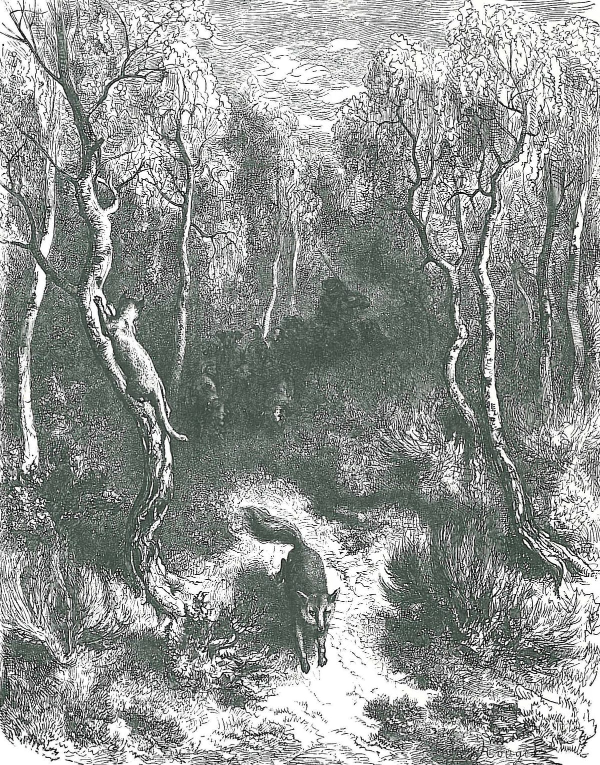 Un chat et un renard dans une forêt.